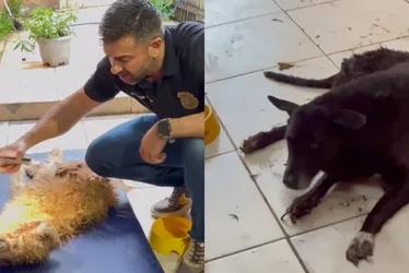 Imagem ilustrativa da imagem Cães vítimas de maus-tratos são resgatados em Ponta da Fruta