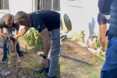 Imagem ilustrativa da imagem Cão em situação de maus-tratos é resgatado em Vila Velha