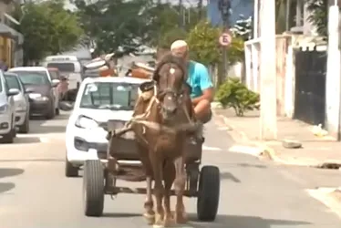 Imagem ilustrativa da imagem Carroceiros que atuam no Recife terão que se cadastrar na prefeitura