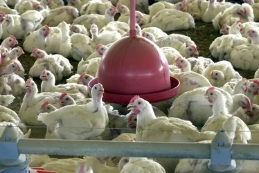Imagem ilustrativa da imagem China, UE e Argentina suspendem compras de carne de frango do Brasil