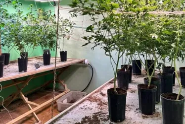 Imagem ilustrativa da imagem Como polícia descobriu casa de luxo usada para cultivo de ‘supermaconha’
