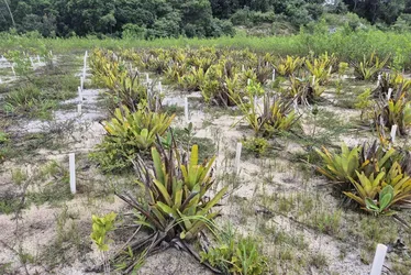 Imagem ilustrativa da imagem Como vegetação da restinga reage às mudanças do clima?