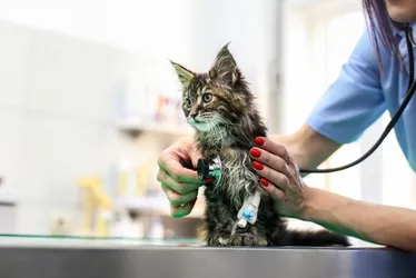 Imagem ilustrativa da imagem Conselho quer proibir curso de Medicina Veterinária a distância