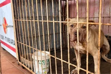 Imagem ilustrativa da imagem Criança de 4 anos morre após ser atacada por pitbull dentro de casa