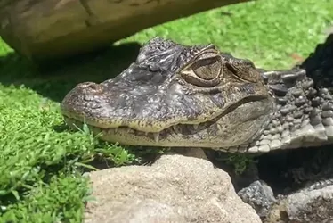 Imagem ilustrativa da imagem Curupira: jacaré resgatado em Vila Velha ganha nome e passa por exames