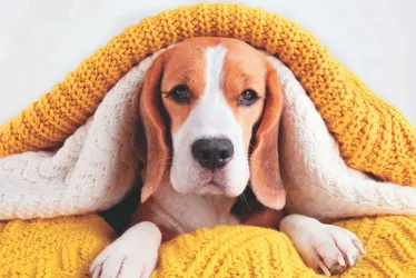 Imagem ilustrativa da imagem Esfriou? Veja dicas para proteger o seu pet da baixa temperatura