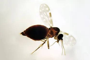 Imagem ilustrativa da imagem Estudos da Fiocruz alertam ES com chegada do vírus Oropouche