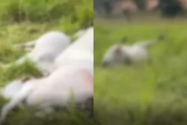 Imagem ilustrativa da imagem Fio de alta tensão cai em pasto e mata quinze animais no ES