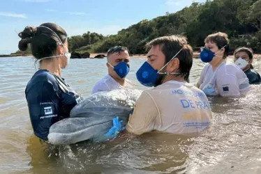 Imagem ilustrativa da imagem Golfinho “gigante” é resgatado após encalhar em praia no ES