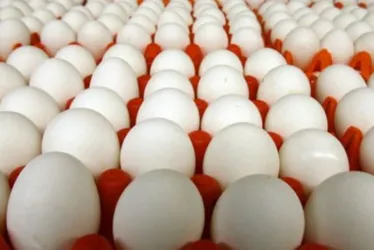 Imagem ilustrativa da imagem Gripe aviária: Minas Gerais descarta 450 toneladas de ovos férteis