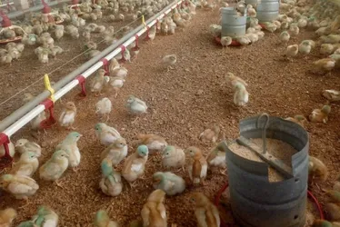 Imagem ilustrativa da imagem Há risco de consumir carne de frango em meio aos casos de gripe aviária?