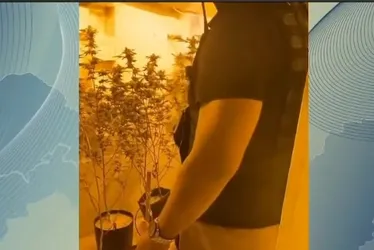 Imagem ilustrativa da imagem Homem autorizado a cultivar maconha medicinal exagerou no plantio e foi preso