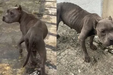 Imagem ilustrativa da imagem Homem é preso por maus-tratos a cachorro em Vila Velha