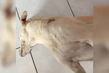 Imagem ilustrativa da imagem Tutor incentivou seu cachorro a atacar cão comunitário, diz Polícia