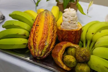 Imagem ilustrativa da imagem Linhares lança curso técnico gratuito em Fruticultura. Veja como se inscrever
