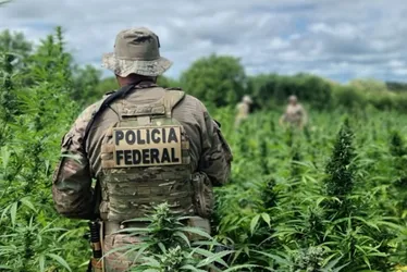 Imagem ilustrativa da imagem Mais de 430 mil pés de maconha são erradicados pela PF no Sertão