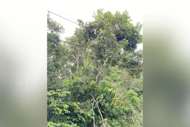 Imagem ilustrativa da imagem Metrô do Recife enfrenta novo problema e Ramal Camaragibe para mais uma vez