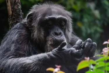 Imagem ilustrativa da imagem Morre Sena, chimpanzé mais idoso do Brasil e símbolo do Parque Dois Irmãos