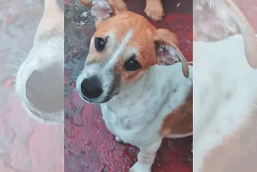 Imagem ilustrativa da imagem Pai e mãe de pet: saiba como criar o “RG animal”