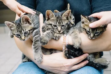 Imagem ilustrativa da imagem Parque da Prainha recebe evento de adoção de cães e gatos