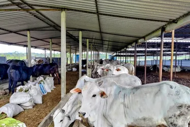 Imagem ilustrativa da imagem Pernambuco é reconhecido como zona livre de febre aftosa sem vacinação pela OMSA