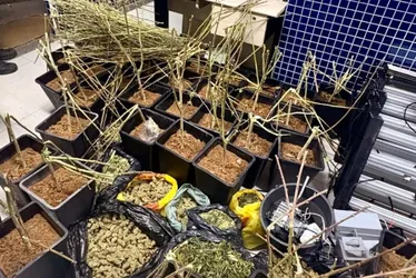 Imagem ilustrativa da imagem Polícia encontra estufa de pés de maconha dentro de casa em Vila Velha