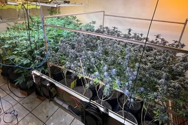 Imagem ilustrativa da imagem Polícia encontra laboratório de cultivo de maconha em canil na Serra