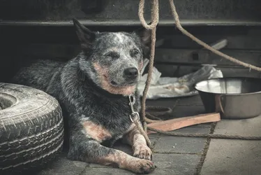 Imagem ilustrativa da imagem Polícia já resgatou 120 animais por maus-tratos este ano no ES