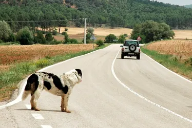 Imagem ilustrativa da imagem Projeto de Lei prevê suspensão de carteira de motorista por abandono de animais