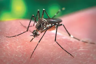 Imagem ilustrativa da imagem Quem eram os pacientes que morreram por dengue e febre Oropouche no ES em 2025?