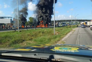 Imagem ilustrativa da imagem Líder dos carroceiros diz que cavalos estão sendo revendidos ou mortos em abate
