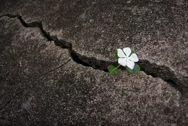 Imagem ilustrativa da imagem Resiliência Feminina: quando a fragilidade é força