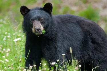 Imagem ilustrativa da imagem Urso mata homem de 89 anos e seu cachorro em ataque inédito na Flórida,