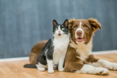 Imagem ilustrativa da imagem Vitória lança plataforma online para adoção de animais