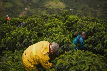 Imagem ilustrativa da imagem "Vou pagar R$ 12 mil por mês a colhedor de café", anuncia agricultor do ES