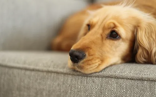 
          Imagem ilustrativa da imagem Animais também sentem saudades do tutor? Especialistas explicam
          