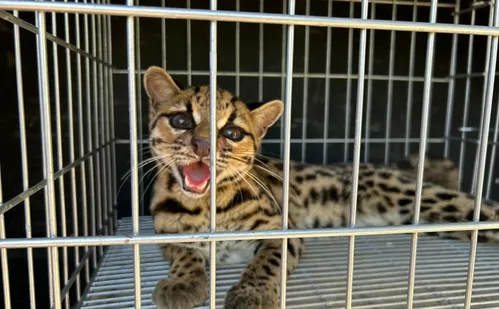 
          Imagem ilustrativa da imagem Animal silvestre em risco de extinção é resgatado em Mimoso do Sul
          