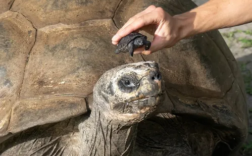
          Imagem ilustrativa da imagem Aos 135 anos, tartaruga se torna pai pela primeira vez
          