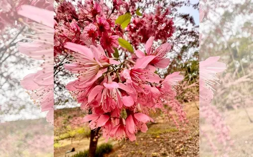 
          Imagem ilustrativa da imagem Bosque das cerejeiras está de volta em Alfredo Chaves
          
