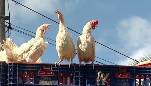 
          Imagem ilustrativa da imagem China suspende habilitação de 51 frigoríficos brasileiros após caso de gripe
          