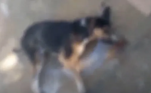 
          Imagem ilustrativa da imagem Cinco cães foram mortos por envenenamento em Viana
          