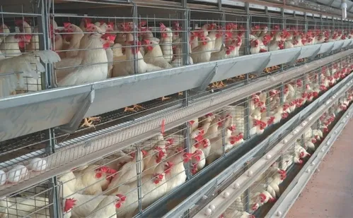 
          Imagem ilustrativa da imagem Com um caso suspeito, ES intensifica fiscalização contra gripe aviária em granjas
          