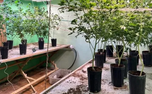 
          Imagem ilustrativa da imagem Como polícia descobriu casa de luxo usada para cultivo de ‘supermaconha’
          