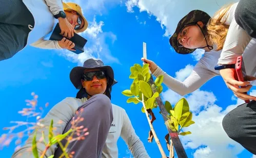 
          Imagem ilustrativa da imagem Como vegetação da restinga reage às mudanças do clima?
          