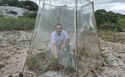 
          Imagem ilustrativa da imagem Como vegetação da restinga reage às mudanças do clima?
          