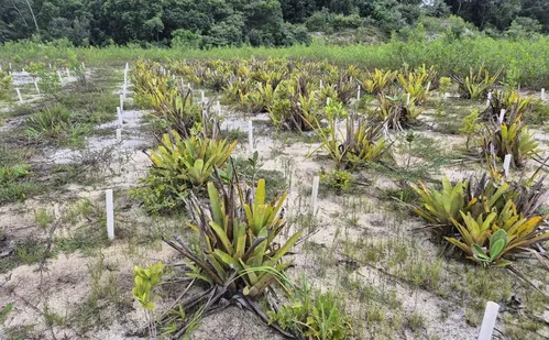 
          Imagem ilustrativa da imagem Como vegetação da restinga reage às mudanças do clima?
          