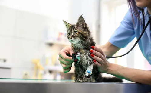 
          Imagem ilustrativa da imagem Conselho quer proibir curso de Medicina Veterinária a distância
          