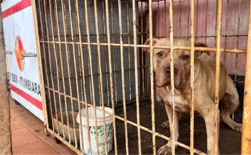 
          Imagem ilustrativa da imagem Criança de 4 anos morre após ser atacada por pitbull dentro de casa
          