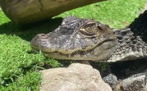 
          Imagem ilustrativa da imagem Curupira: jacaré resgatado em Vila Velha ganha nome e passa por exames
          