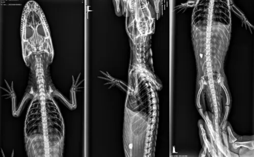 
          Imagem ilustrativa da imagem Curupira: jacaré resgatado em Vila Velha ganha nome e passa por exames
          